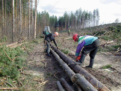 За взятку в 250 тысяч лесничего оштрафовали на 2 млн рублей