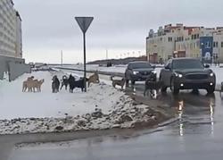 Стая собак напала на девочку