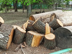 Детский парк, Омская, Сакко и Ванцетти. В Саратове согласовали снос деревьев