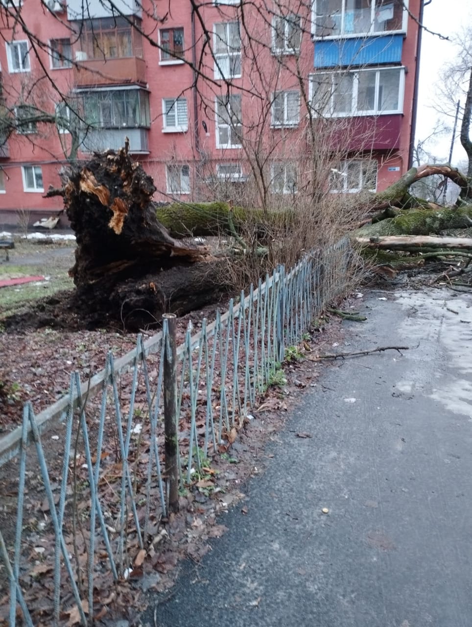 В Курске аварийные деревья продолжают падать на имущество горожан