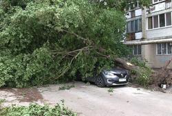 Дерево повредило 'Рено' и разбило окно в многоэтажке