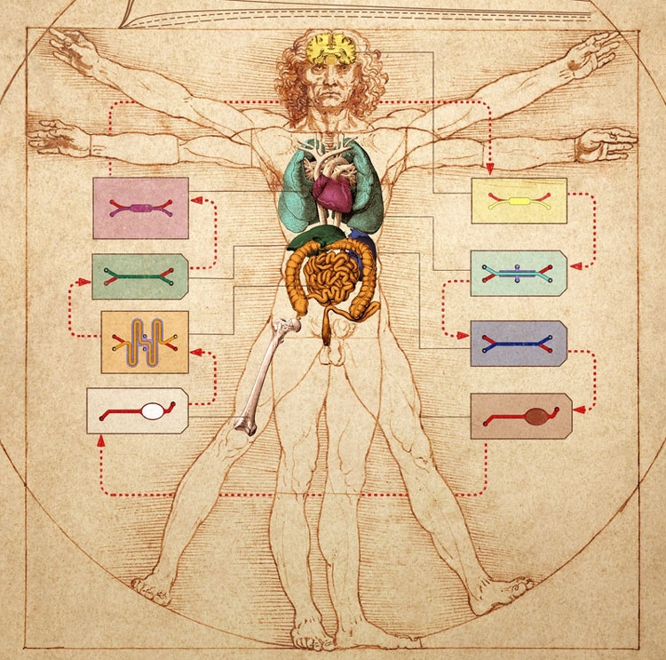 Учёные создали тело на чипе, имитирующее поведение 10 связанных органов