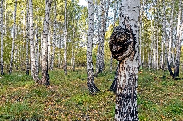 Доктор с дерева. Чага: съедобная или ядовитая?