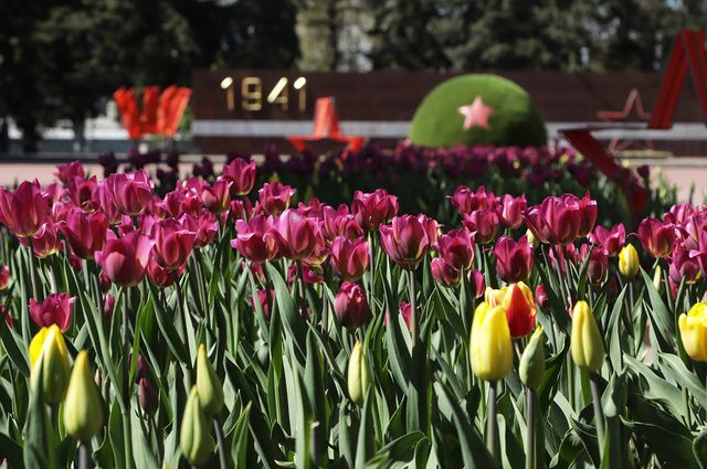 Первые тюльпаны распустились на клумбах Брянска