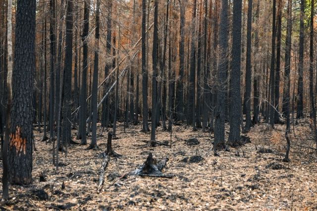 Более 4,4 тыс. человек заняты в тушении пожара «Калдор» в Калифорнии