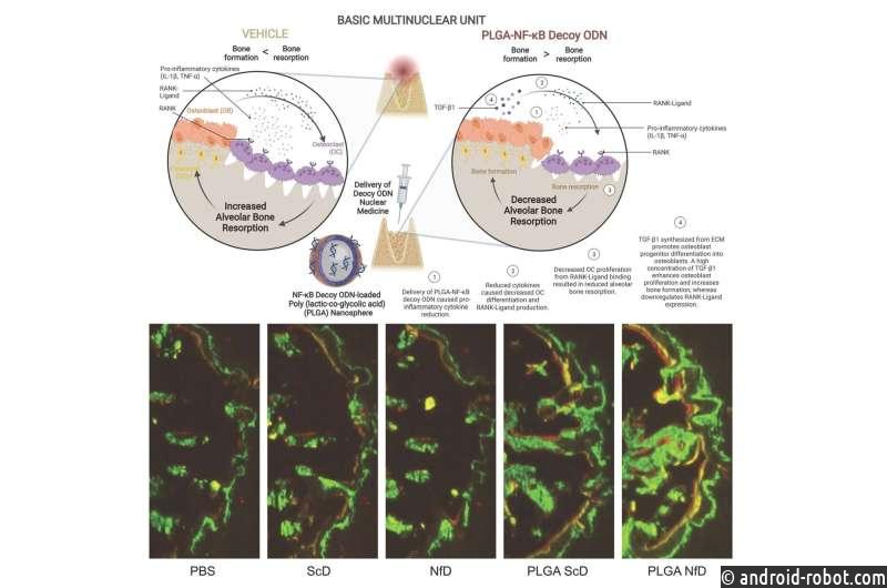 В будущем возможна регенерация костей с помощью полимерных наноботов