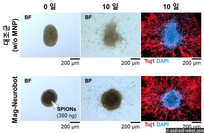 Представлен микроробот, способный формировать нейронные сети и делать срезы тканей гиппокампа