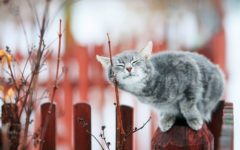 В среду в Брянске потеплеет до 12 градусов