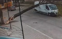 В Брянске дерево чудом раздавило автомобиль, а не девушку