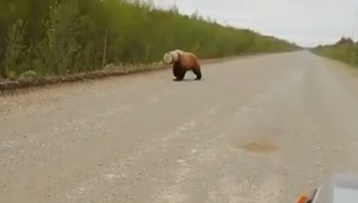 Медведя с бидоном на голове заметили на Камчатке