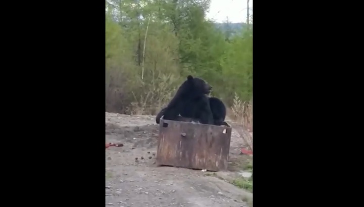 Невозмутимый медведь отобедал во дворе жилого дома в Иркутской области. Видео