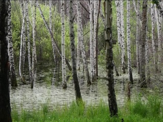 Национальный парк 'Шушенский бор' уходит под воду