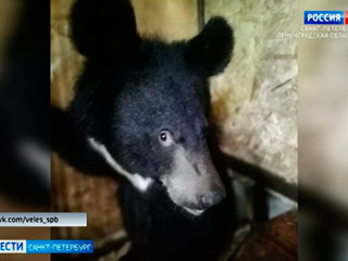 Спасли косолапых: новый дом для медвежат нашли в Рапполово