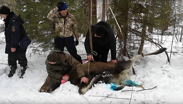 Полицейские спасли попавшую в капкан лосиху