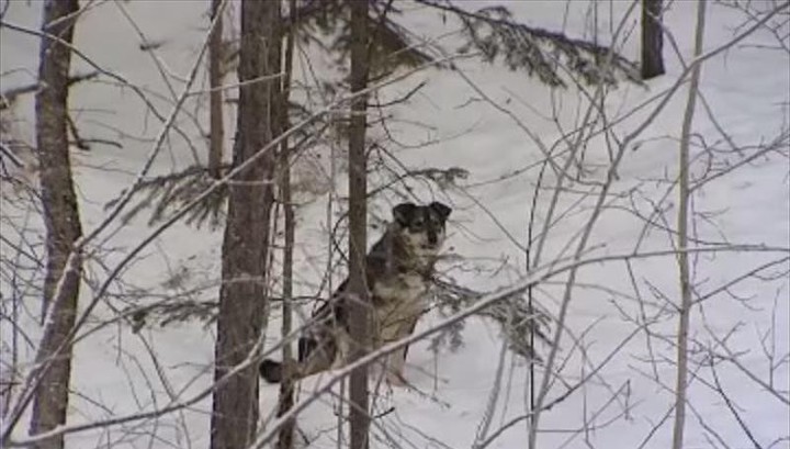 В Красноярском крае бродячие собаки растерзали самку марала