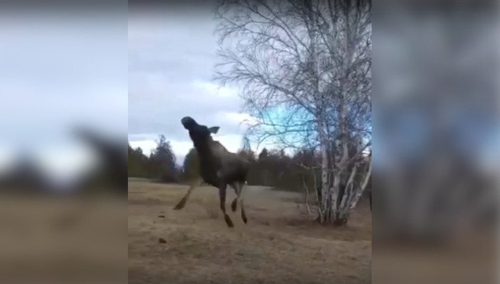 Спасенный лось разбил под Якутском окно машины и убежал. Видео