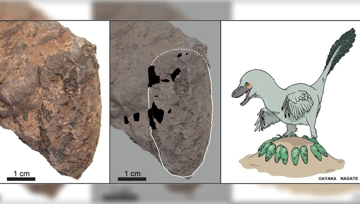 В Японии найдены крошечные яйца динозавра