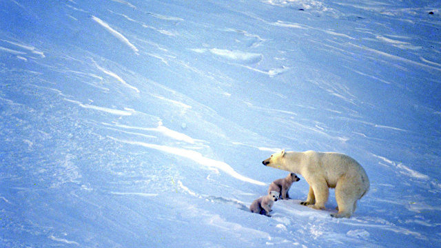 Nature Climate Change (Великобритания): ученые назвали вероятный год исчезновения белых медведей