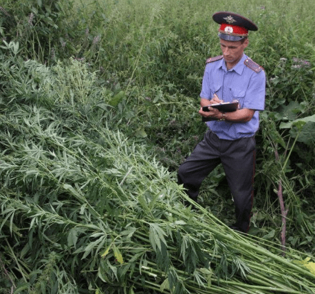 В России теперь можно выращивать коноплю и мак “в промышленных, медицинских и ветеринарных целях”