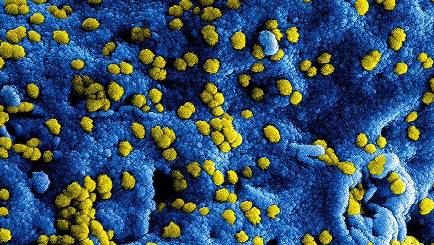 Обнаружены новые данные о сходстве коронавируса со смертоносным SARS-CoV