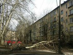 Ураган повалил в Петербурге 20 деревьев