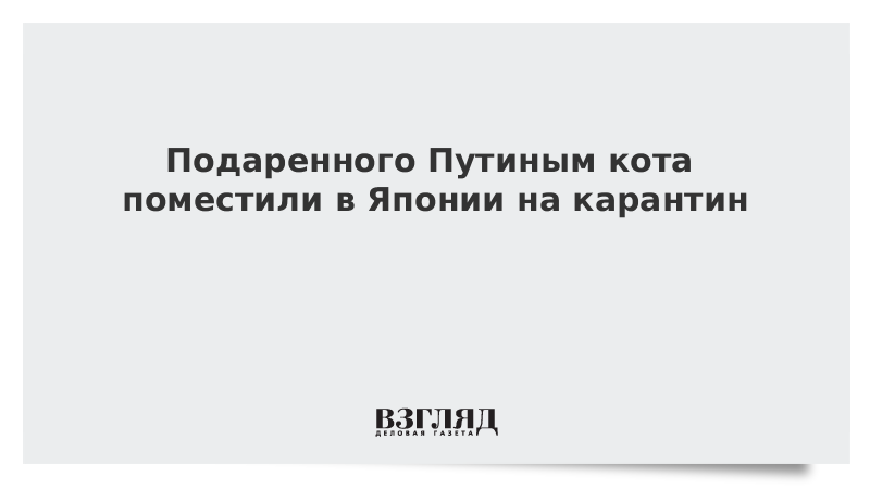 Подаренного Путиным кота поместили в Японии на карантин