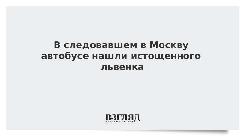 В следовавшем в Москву автобусе нашли истощенного львенка