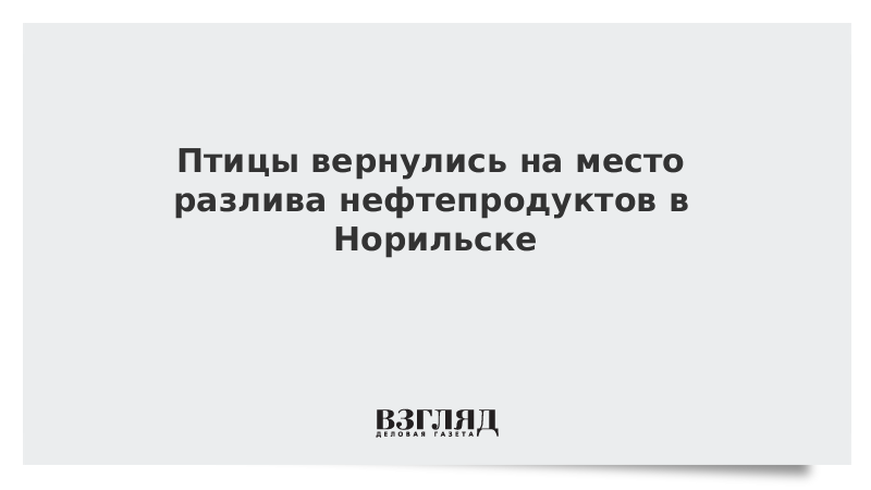 Птицы вернулись на место разлива нефтепродуктов в Норильске