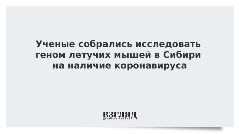 Ученые собрались исследовать геном летучих мышей в Сибири на наличие коронавируса