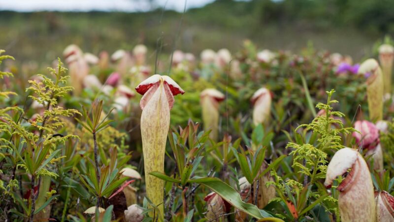 Растению Nepenthes bokorensis, внешне напоминающему пенис, угрожает реальная опасность!