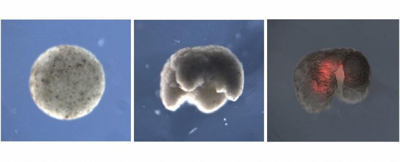 Ученые создали роботов, состоящих полностью из живых клеток