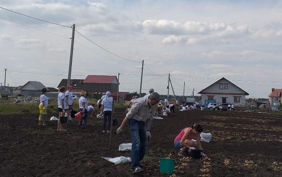 В Кукуевке убрали «путинскую» картошку