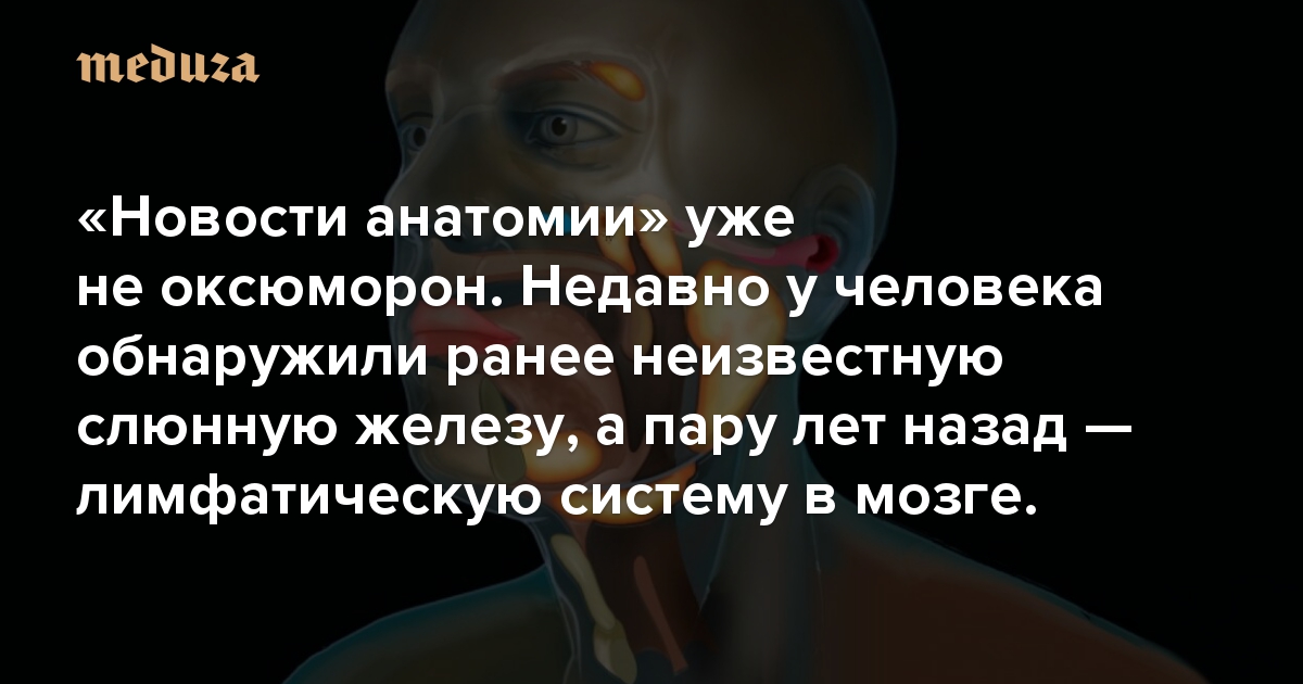 «Новости анатомии» уже не оксюморон. Недавно у человека обнаружили ранее неизвестную слюнную железу, а пару лет назад — лимфатическую систему в мозге.