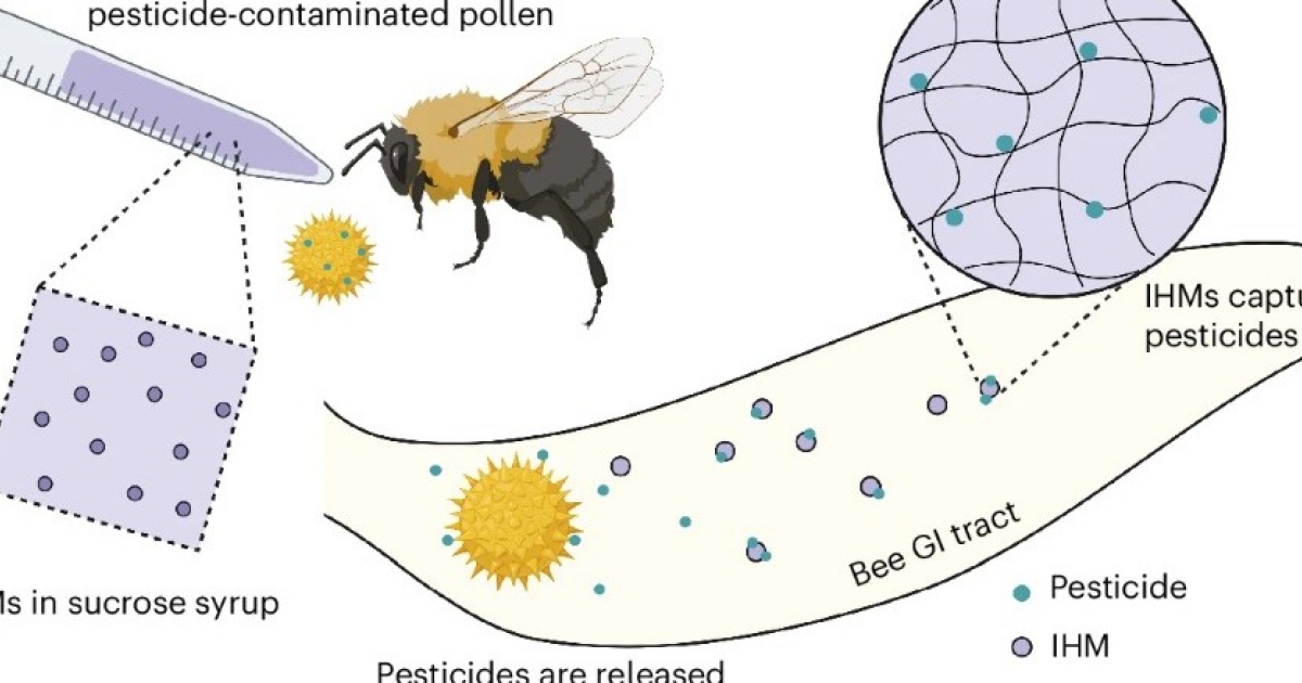 Ученые спасли шмелей от пестицидов с помощью энтеросорбентов