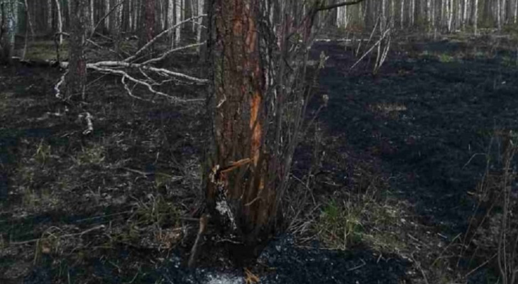 Гроза подожгла лес в Городищенском районе