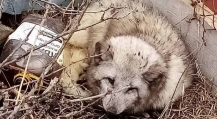 В Пензенскую область незаметно пробрался песец