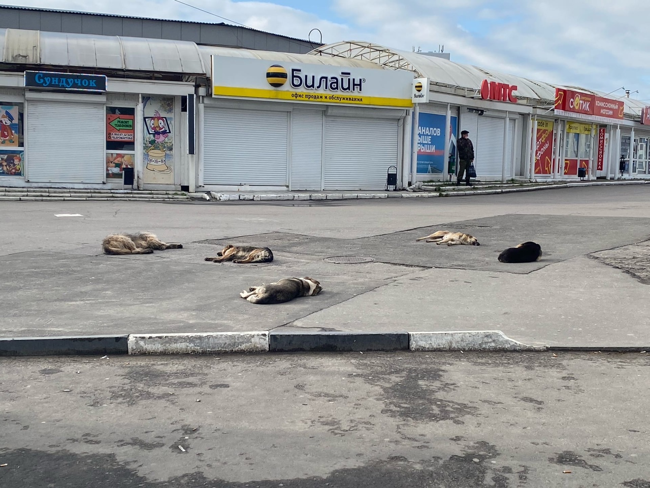 Жители Пензы снова пожаловались на бездомных собак