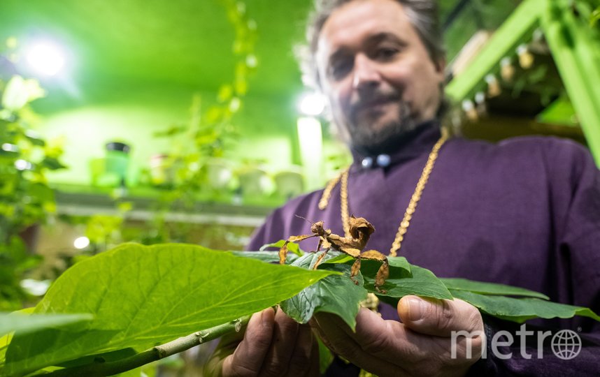 Гигантских жуков, личинок, манго и карамболу можно увидеть в петербургском храме