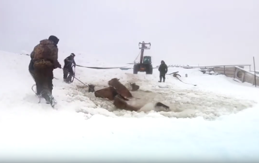 Россияне спасли провалившихся под лёд лошадей: видео