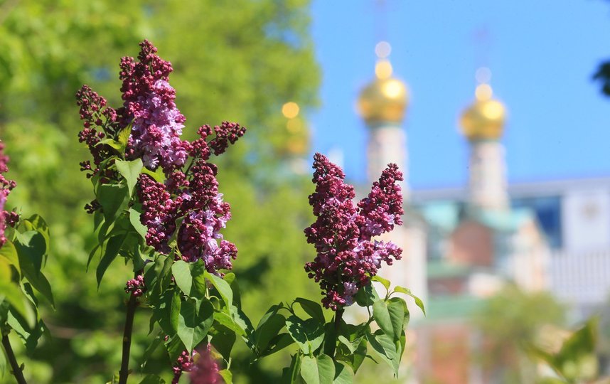 Коронавирус в Москве: данные на 19 мая