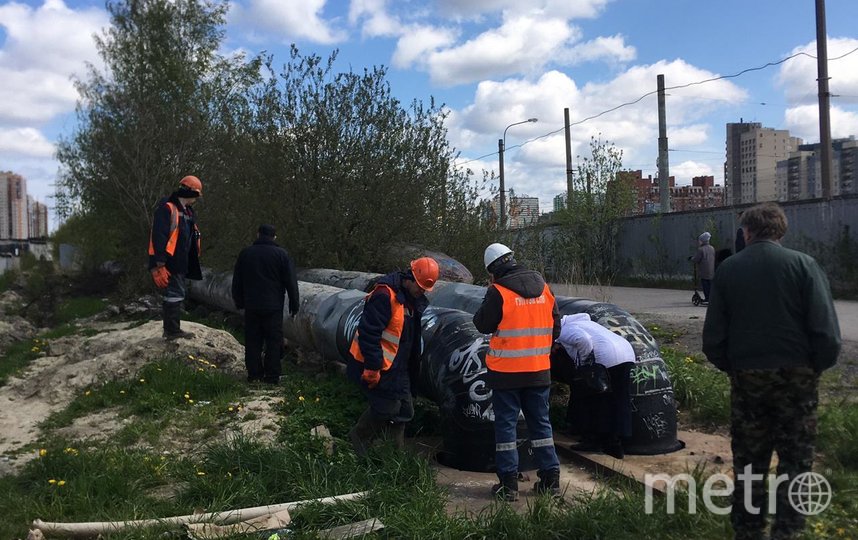 Шестерых утят, застрявших рядом с теплосетью, спасли в Петербурге