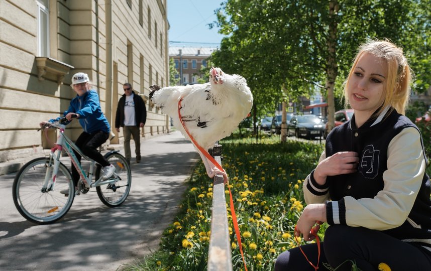 На Васильевском острове курицу выгуливают, как собаку – фото