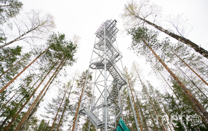 Доступный активный отдых в Ленинградской области: верёвочные парки Norway Park «Орех» и «Окунёвая» открыты ежедневно