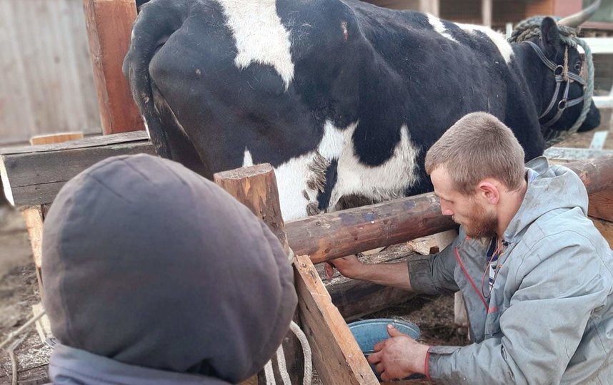 С петербургской фермы сбежала корова Императрица