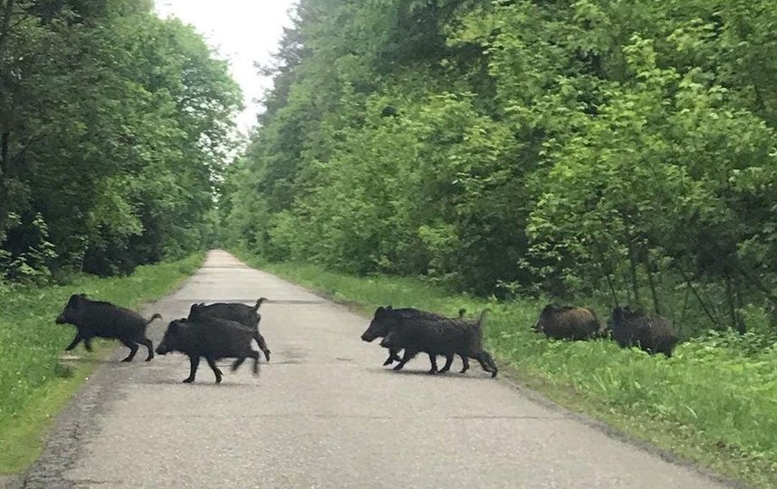 Кабаны вышли в столичные парки, пока люди были дома