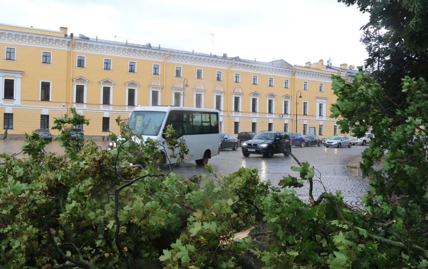 Пока бушевал шторм: ветер повалил старый клен в Михайловском сквере Петербурга