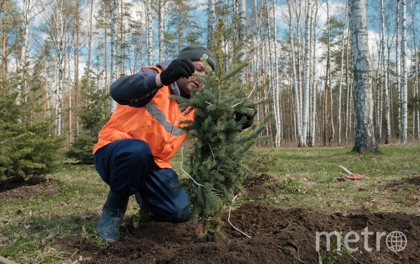 В лесопарке 'Сосновка' провели Добрый субботник