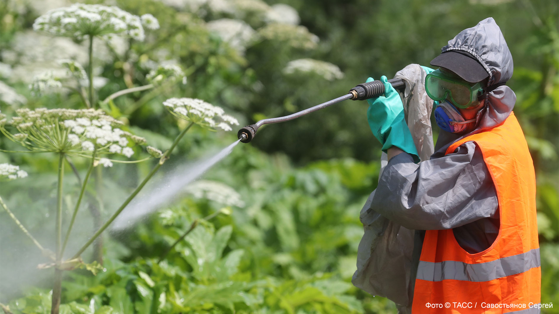 'Мы боимся Monsanto'. Как борцы с борщевиком стали партизанами в войне с бизнес-монстром