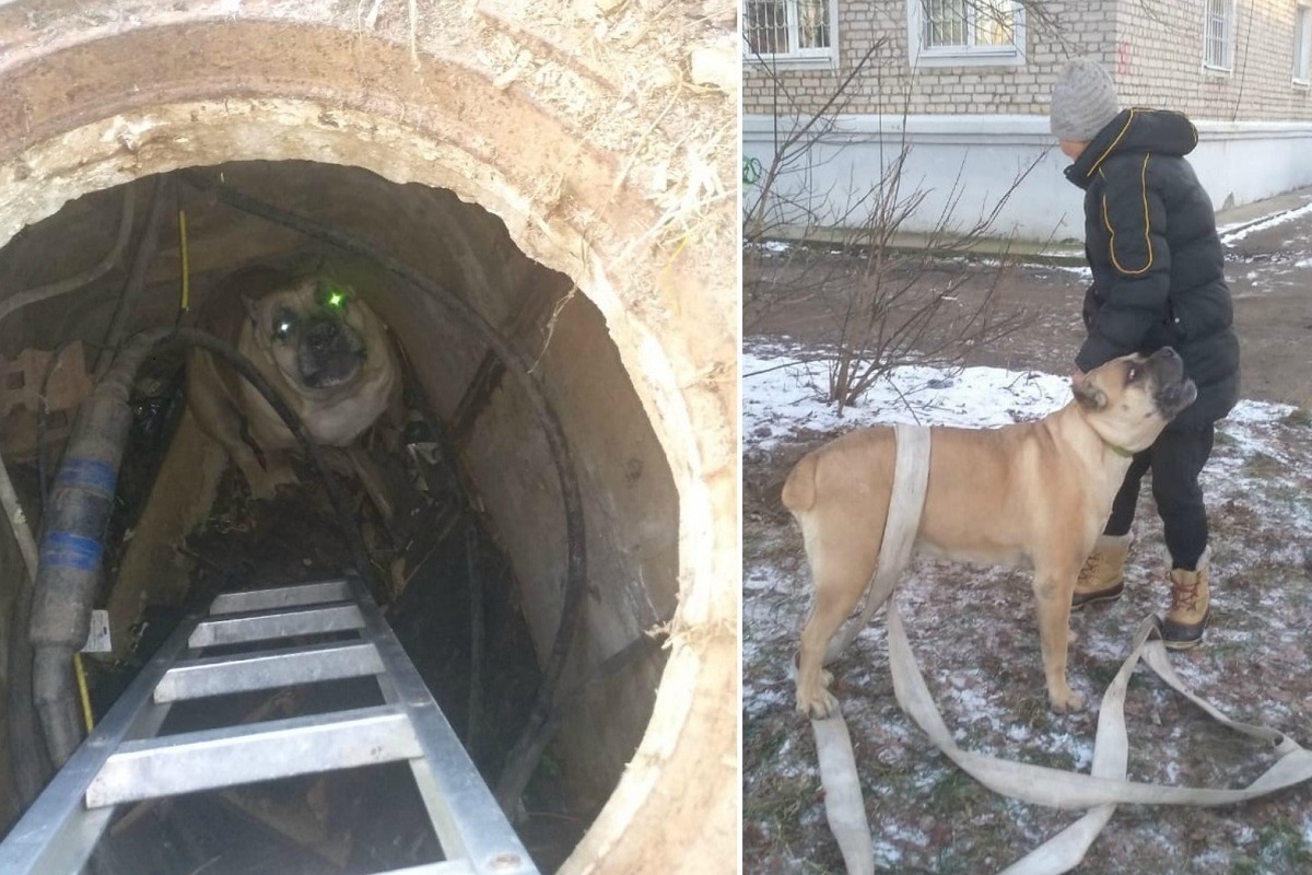 В Кимрах пожарным пришлось вызволять собаку, упавшую в коллектор