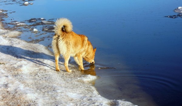 Во Владивостоке моряки спасли собак с дрейфующей льдины